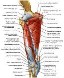 Anatomie: heup,bovenbeen,knie,onderbeen,enkel,voet,acetabulum,collum femoris,trachanter,femur,epicondyl,meniscus,kruisband,cruciate ligament,patella,knieschijf,tibia,fibula,malleolus,talus,calcaneus,tarsus,metatarsus,phalanx,falanx,quadriceps femoris,rectus femoris,sartorius,tensor fasciae latae,tractus iliotibialis,biceps femoris,gastrocnemius,semimembranosus,semitendinosus,soleus,suralis,vena saphena parva,vena saphena magna,sciatic,ischiadicus,peronea